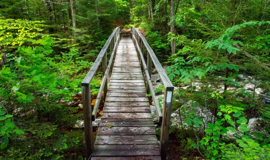 Everyday Mental Wellness Tips to Boost Your Mood and Strengthen Wellness